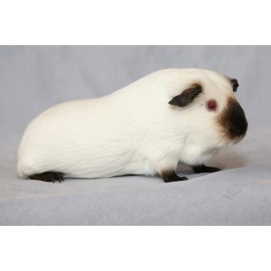 Guinea pig sale flea shampoo