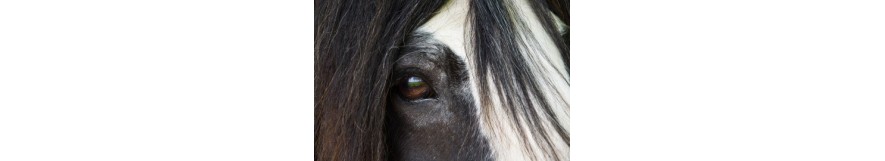 Farriers Fly Treatments