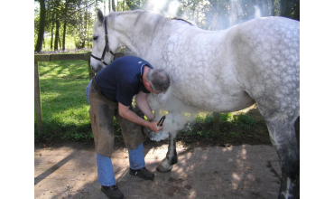 From Farrier To Farriers Equine Care