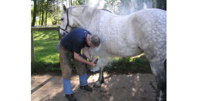 From Farrier To Farriers Equine Care