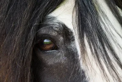 Farriers Fly Treatments
