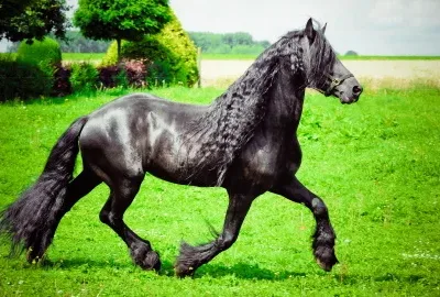 Grooming & Hooves