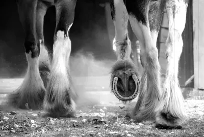 Farriers Creams